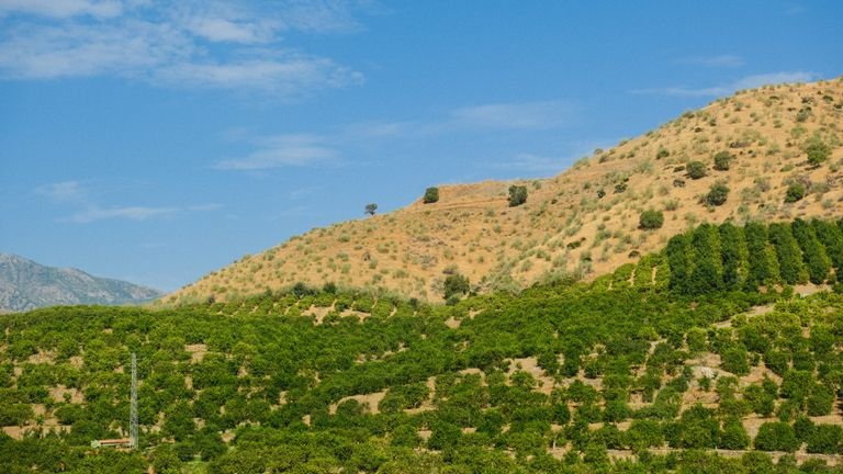 Pomar comercial em terreno agrícola representando manejo nutricional de café citros e frutíferas