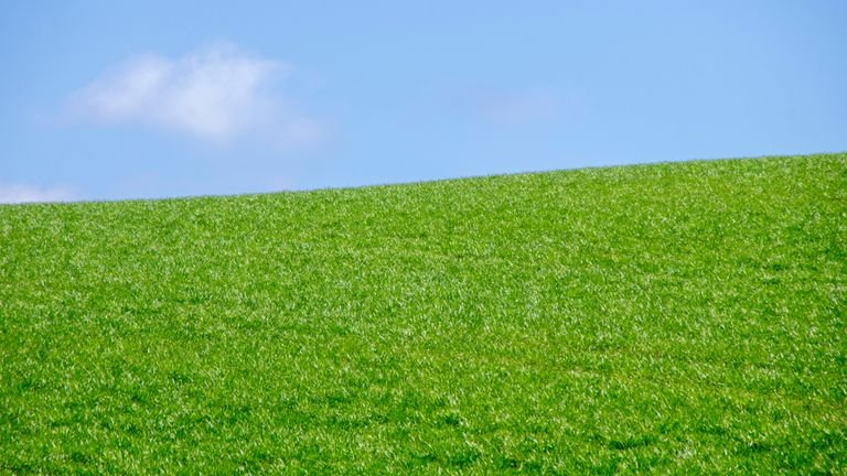 Campo de pastagem verde representando manejo de nitrogênio fósforo e potássio