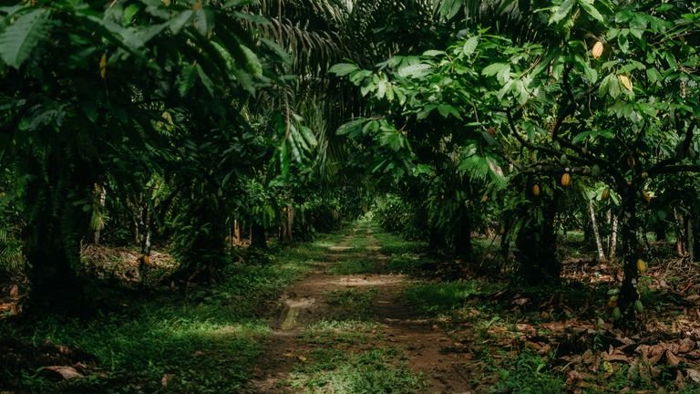 Cacaueiro comercial com frutos representando diferentes programas de manejo nutricional da cultura