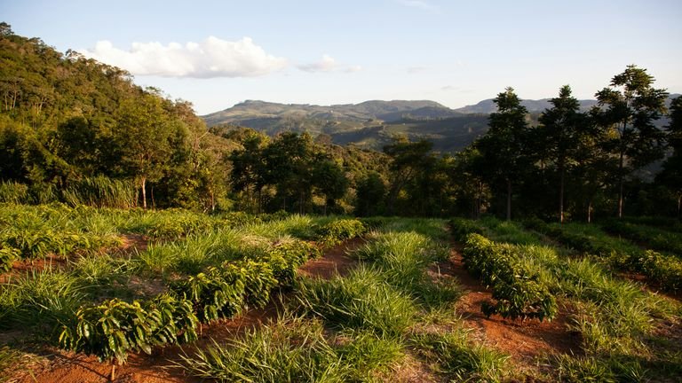 Mudas de cafeeiro em viveiro representando diferentes fases de desenvolvimento e manejo nutricional da cultura