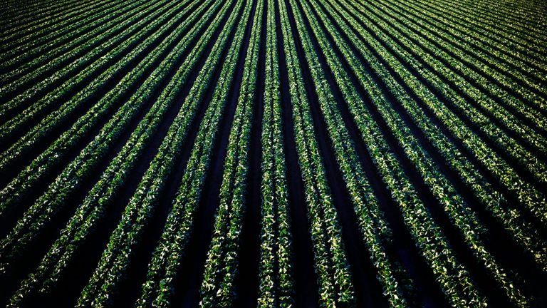 Cultivo comercial de folhosas representando manejo nutricional desde transplante e crescimento