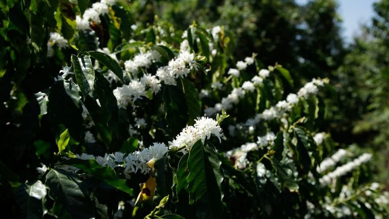 Cafeeiro em flor representando pré-florada queda de pétalas e formação inicial dos frutos