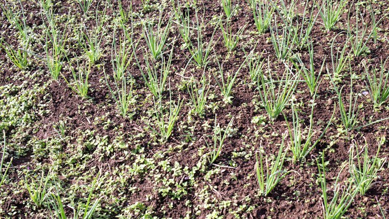 Cultivo irrigado representando o manejo radicular com NUTRI FH + ALGAS e algas marinhas