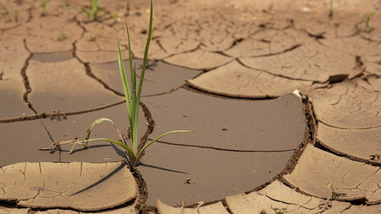 Planta em condição de recuperação representando o suporte fisiológico do NUTRI FH + ALGAS após estresse