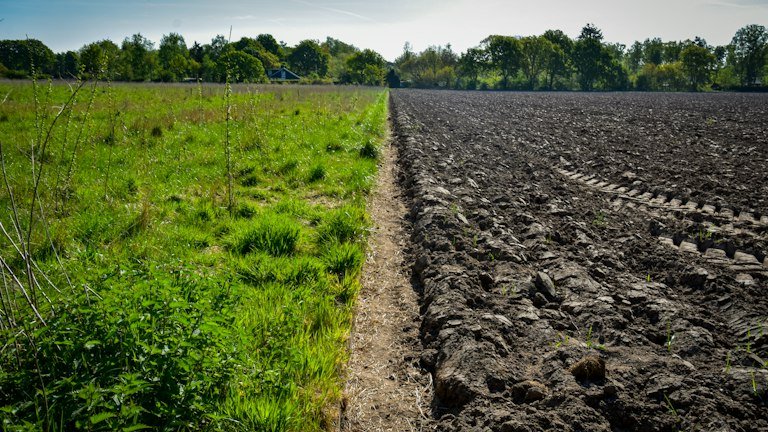 Área agrícola representando diferenças de vigor e a importância da atividade radicular no manejo com NUTRI FH + ALGAS