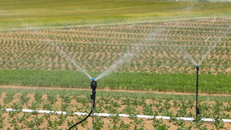 Cultivo irrigado representando a formulação integrada do NUTRI FH + ALGAS com húmicos, aminoácidos, algas, potássio e boro
