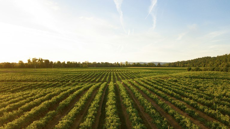 Área agrícola vista de cima representando o papel complementar do NUTRI FH + ALGAS no manejo do solo e nutrição