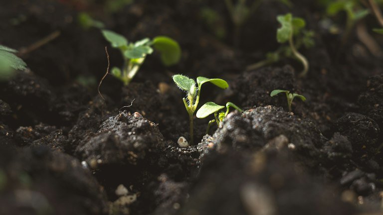 Plantas jovens representando formação de raízes novas, secundárias e radicelas com NUTRI FH + ALGAS