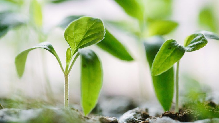Plântulas em solo representando o pegamento e o estabelecimento inicial com NUTRI FH + ALGAS