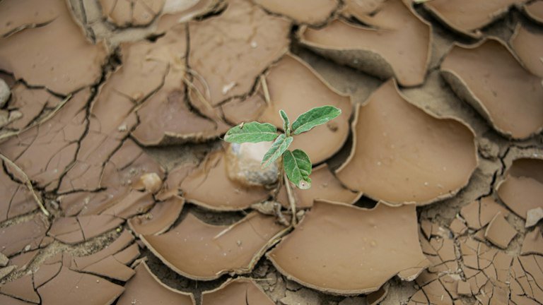 Planta emergindo em solo seco representando recuperação pós-estresse com suporte do NUTRI FH + ALGAS
