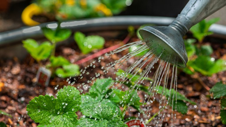 Aplicação de água em plantas representando as estratégias via solo, drench e fertirrigação do NUTRI FH + ALGAS