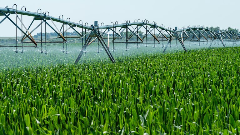 Área irrigada representando o manejo localizado da zona radicular com NUTRI FH + ALGAS