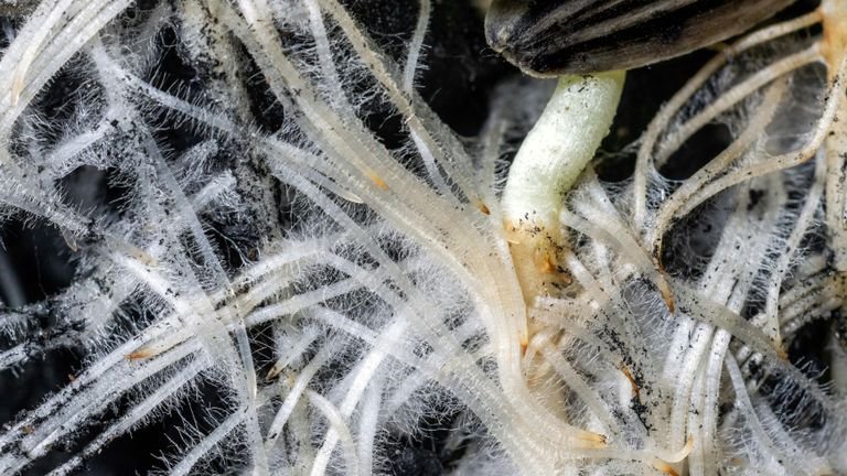 Raízes finas e pelos radiculares representando arquitetura radicular e atividade na rizosfera