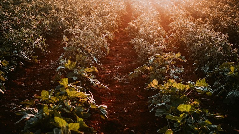 Área agrícola sob condição de chuva representando hidratação e incorporação do NUTRI SOLO GEL no solo