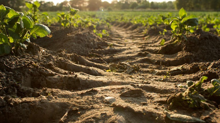 Área agrícola com linhas de cultivo representando estrutura do solo, compactação e desenvolvimento radicular