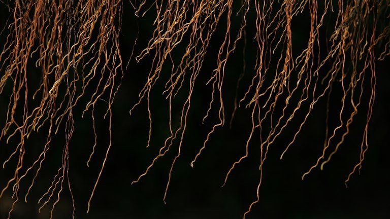 Raízes em ambiente de solo representando rizosfera, umidade e microbiologia associadas ao manejo com NUTRI SOLO GEL