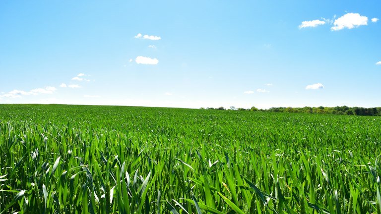 Área de pastagem representando implantação e manejo hídrico em condições de chuva irregular com NUTRI SOLO GEL