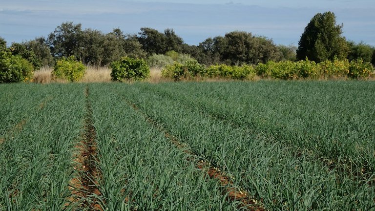 Lavoura de cebola em linhas representando raízes rasas e manejo da umidade com NUTRI SOLO GEL