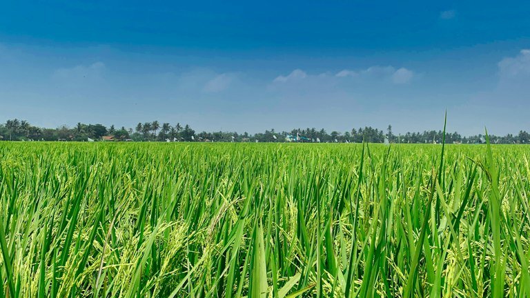 Lavoura de arroz representando retenção de água na zona radicular com NUTRI SOLO GEL