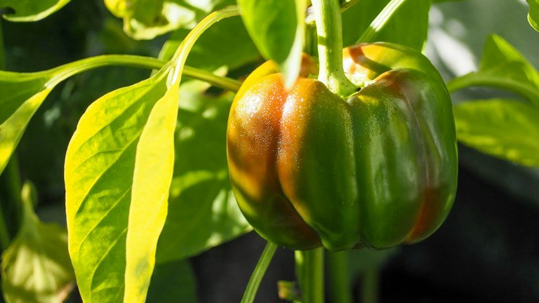 Pimentões em cultivo representando transplante e estabelecimento de mudas com NUTRI SOLO GEL