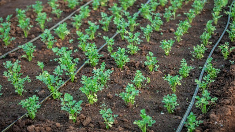 Linha de plantas jovens em solo agrícola representando aplicação e posicionamento do NUTRI SOLO GEL
