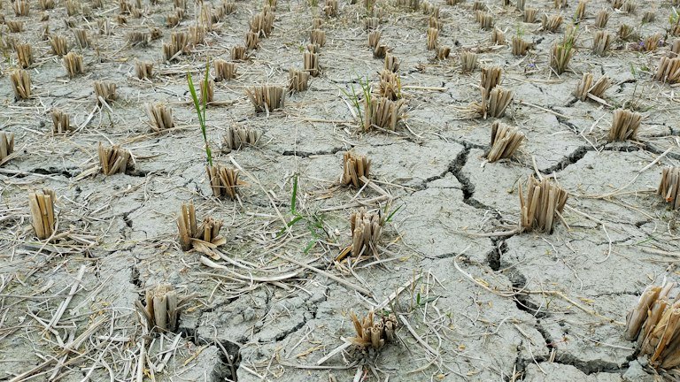 Lavoura sob condição de seca representando estresse hídrico, calor e uso do NUTRI SOLO GEL