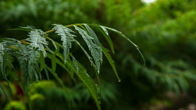 Folhas verdes de neem (Azadirachta indica) em ambiente natural