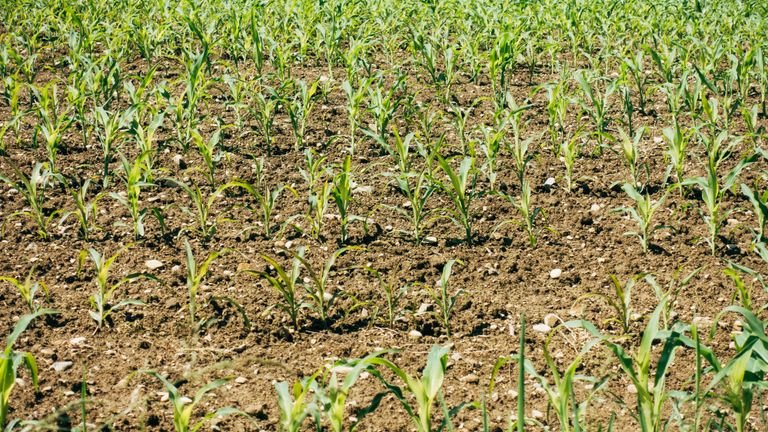 Lavoura verde representando o manejo de nitrogênio e o desenvolvimento de gramíneas