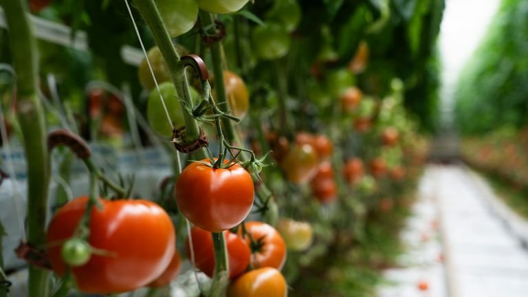 Tomateiro comercial com frutos representando demanda fotossintética durante florada e frutificação