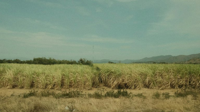 Área agrícola representando os diferentes alvos registrados do ONMETA em cana e pastagens
