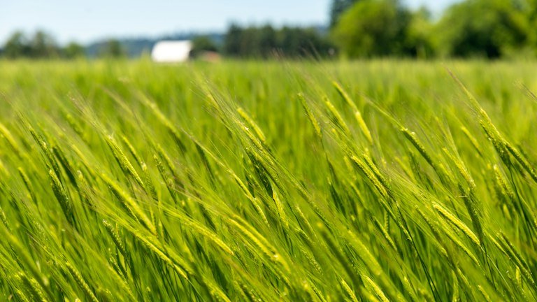 Pastagem representando o ambiente de aplicação do ONMETA e seu manejo microbiológico por contato