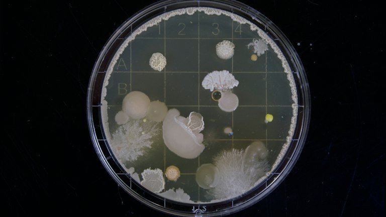 Ambiente de laboratório representando identificação microbiológica do isolado utilizado no ONMETA