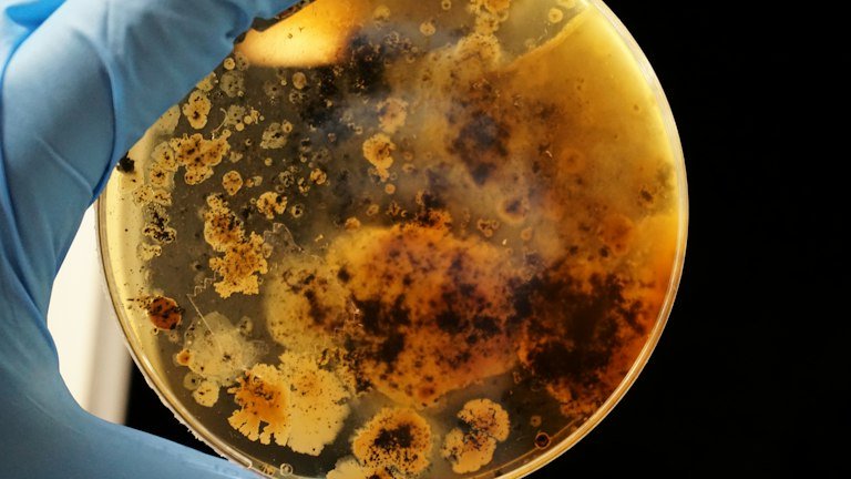 Cultivo microbiológico em laboratório representando as bactérias fixadoras de nitrogênio presentes no OnSoy