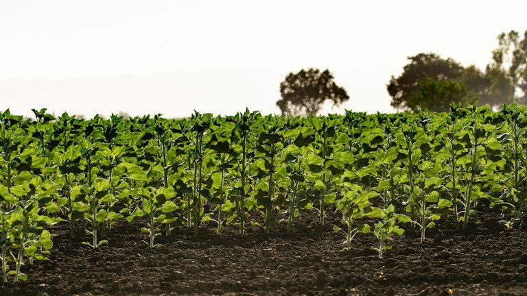 Plantas jovens em linhas representando estabelecimento da soja e formação de nódulos após inoculação com OnSoy