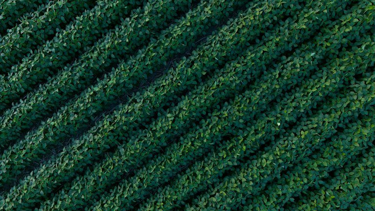 Linhas de cultivo representando a comparação entre inoculação do OnSoy via semente e via sulco