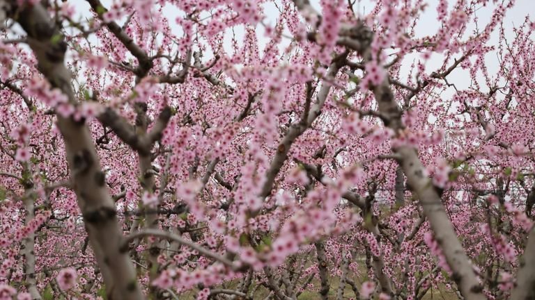 Pomar em floração representando pegamento, retenção floral e fatores ambientais