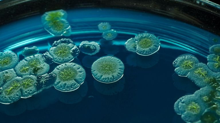 Cultura microbiológica em laboratório representando comparação entre agentes de controle biológico