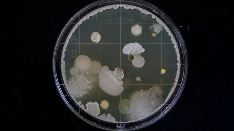 Placas de cultura em laboratório representando pesquisa microbiológica com bactérias usadas no controle biológico