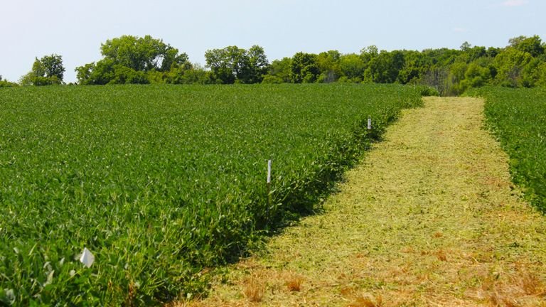 Área agrícola coberta por vegetação representando uso de plantas de cobertura para proteção e construção do solo