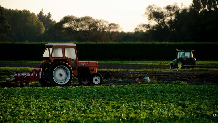 Trabalhador em área agrícola durante colheita representando manejo profissional de produção