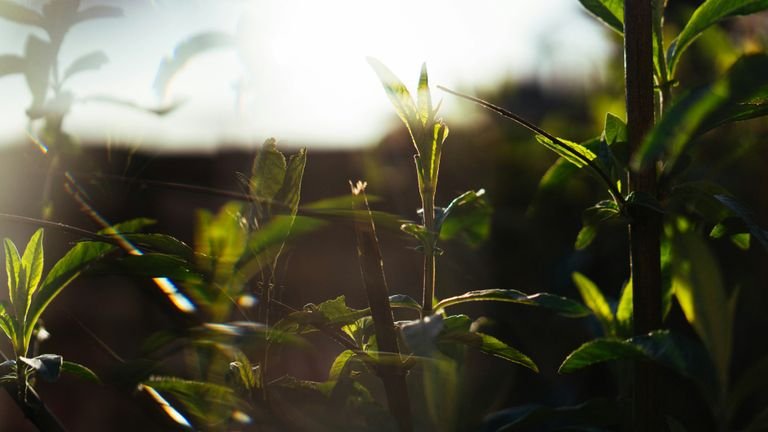 Luz solar incidindo sobre folhas verdes representando interação entre radiação e superfície vegetal