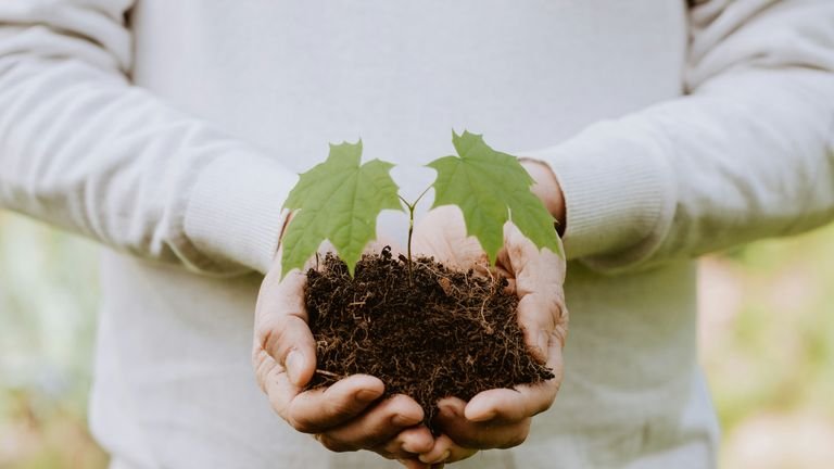 Planta jovem com solo nas mãos representando desenvolvimento radicular e rizosfera