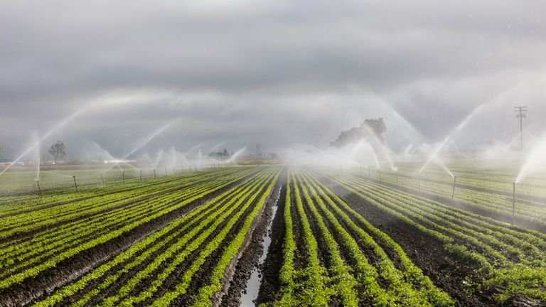 Irrigação em área agrícola representando a influência da qualidade da água e dos sais no manejo de hidrogel