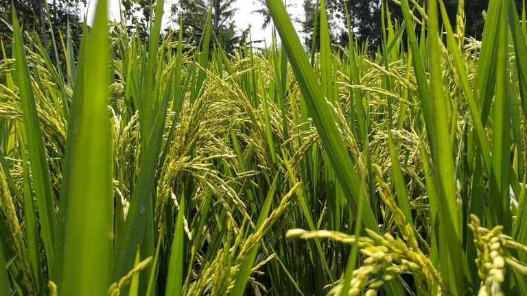 Lavoura de arroz em close representando culturas com elevada capacidade de acumular silício