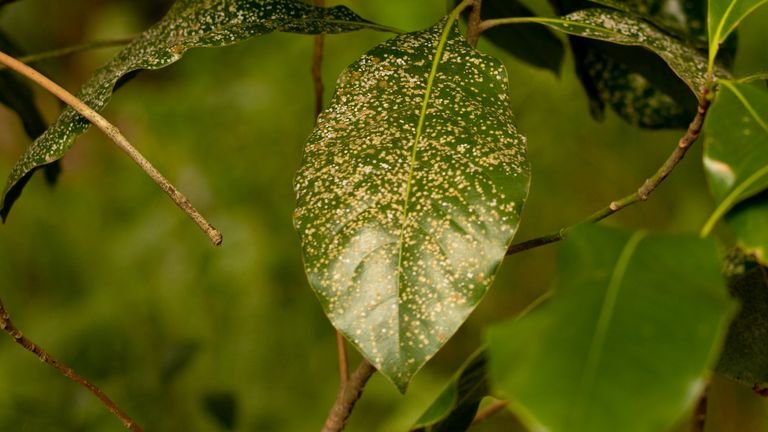 Folha verde com áreas esbranquiçadas representando inspeção de sintomas foliares de oídio