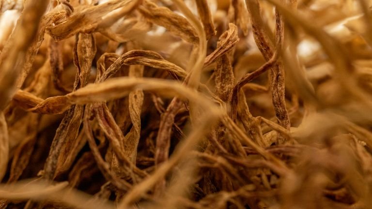 Raízes finas em close representando arquitetura radicular e atividade na rizosfera