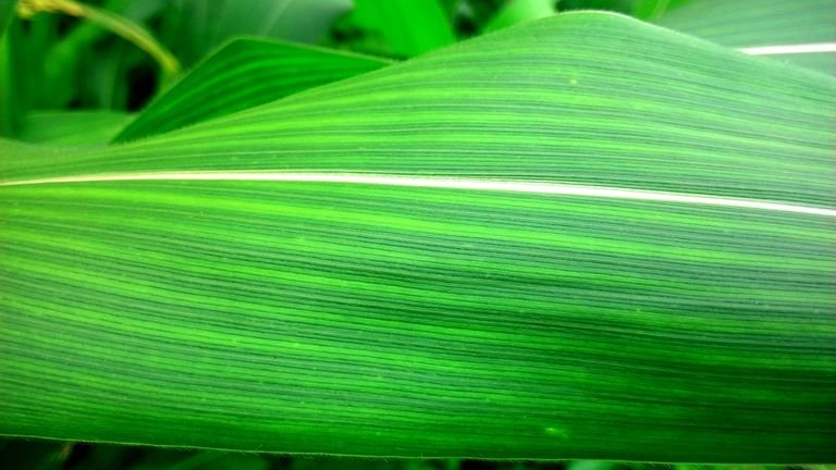 Folha de milho em detalhe representando avaliação de micronutrientes no tecido vegetal