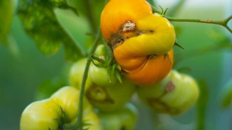 Tomates em close representando o manejo de cálcio e distúrbios fisiológicos em frutos