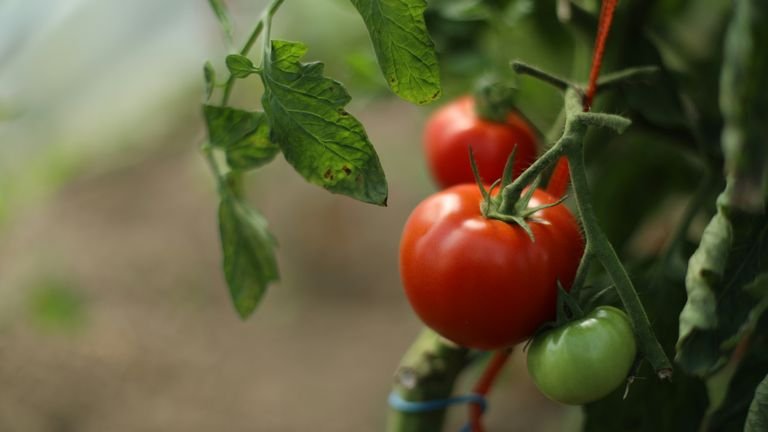 Tomateiros com frutos em cultivo protegido representando manejo da rizosfera e fertirrigação