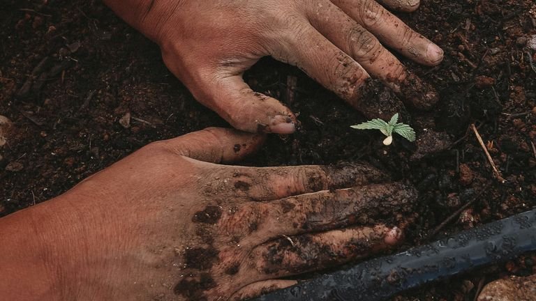 Mudas jovens em operação de plantio representando transplante e estabelecimento do sistema radicular